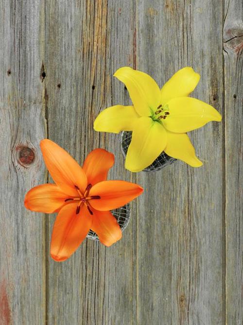 30 ORANGE & 30 YELLOW 2/3 BLOOM L.A. HYBRID LILY